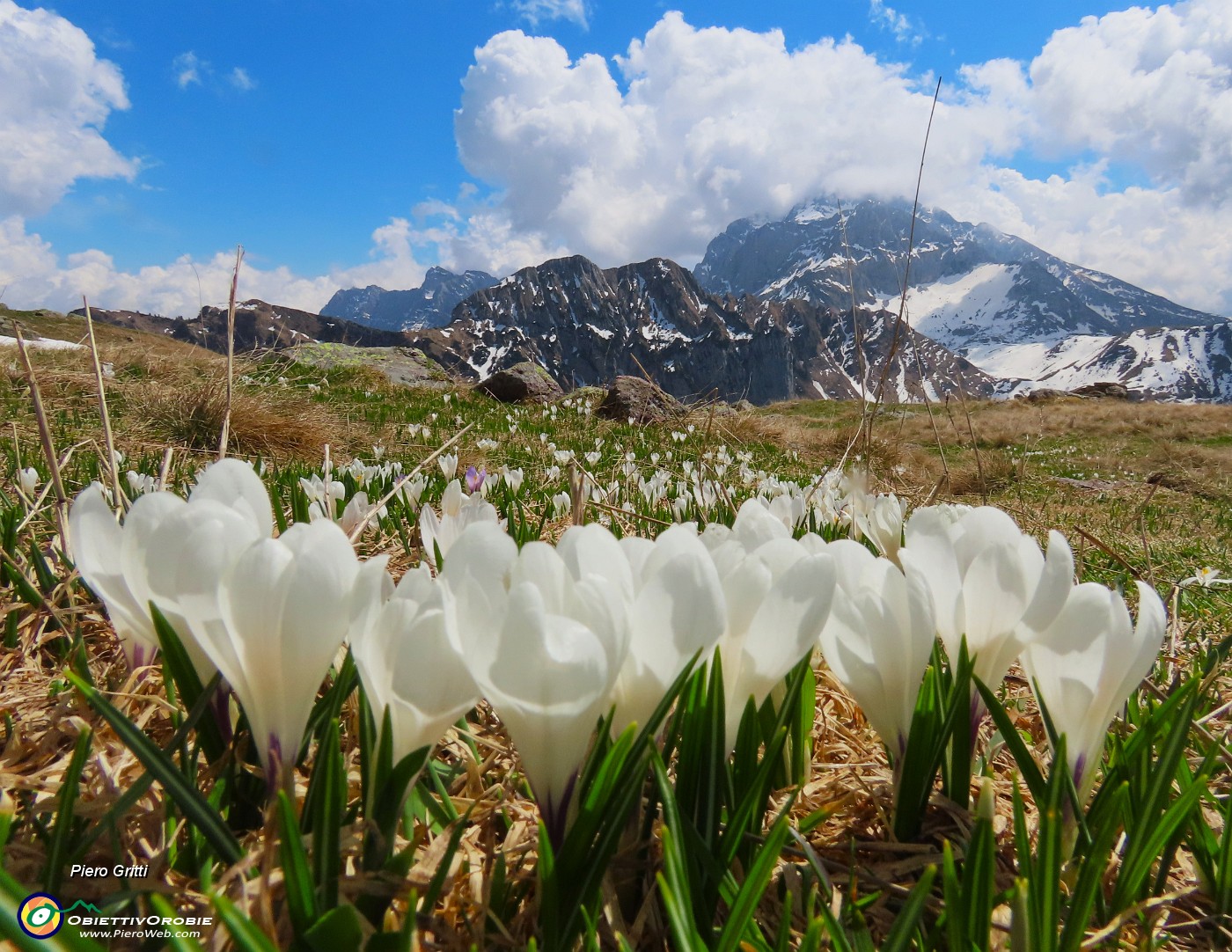 65 Crocus con vista in Arera.JPG